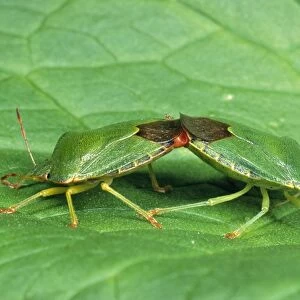 Green Sheild / Green stink Bug - pair mating UK