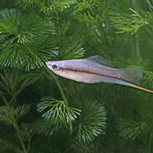 Green swordtail – side view –male- tropical freshwater – Central America 002604