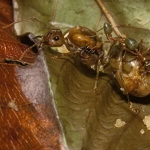 Green tree or Weaver ants - fertile queen with workers and eggs