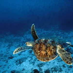Green Turtle Green Turtle