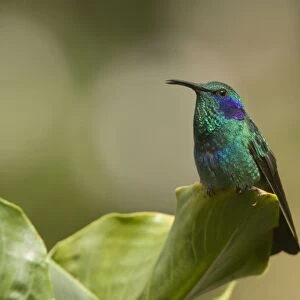 Green Violet-ear Hummingbird. Costa Rica
