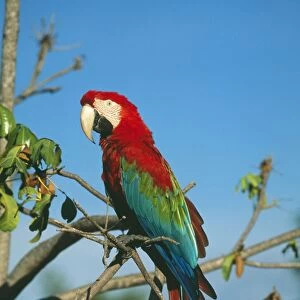 Green-winged / Red & Blue Macaw FG 12167 Tropical South America Ara chloroptera © Francois Gohier / ardea. com
