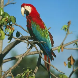 Green-winged / Red & Blue Macaw FG 12167 Tropical South America Ara chloroptera © Francois Gohier / ardea. com Green-winged / Red & Blue Macaw FG 12167 Tropical South America Ara chloroptera © Francois Gohier / ardea. com