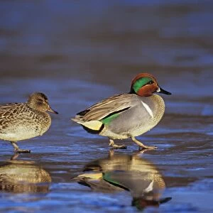 Green-winged Teal - pair British Columbia, Pacific Northwest, winter. bd714
