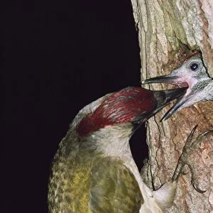 Green Woodpecker - feeding young at nest