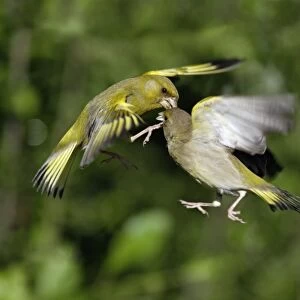 Greenfinch - 2 birds fighting over food in flight, Lower Saxony, Germany
