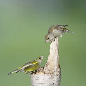 Greenfinch - male and female on stump - Bedfordshire - UK 007183