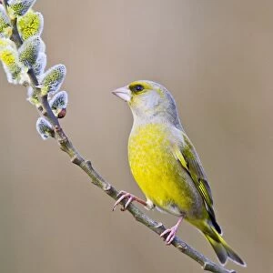 Greenfinch - male on pussy willow - Bedfordshire UK 9464