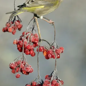 Greenfinch - Perched on Guelder Rose bush in garden, frosty weather, winter. Lower Saxony, Germany