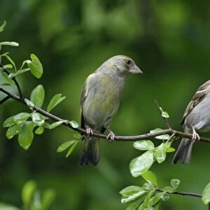 Greenfinch and Tree Sparrow - (Passer montanus), Lower Saxony, Germany