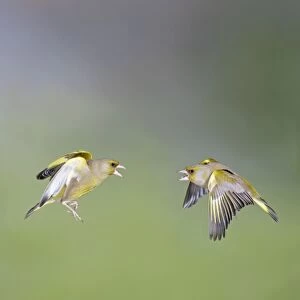 Greenfinches - males fighting in flight - Bedfordshire - UK 007100