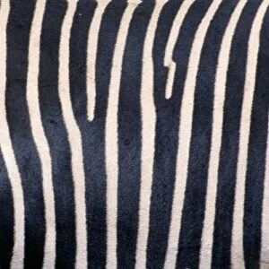 Grevy's Zebra - Close up of stripes. Samburu National Park, Kenya, Africa