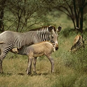 Grevy's Zebra ED 274 Samburu, Kenya Africa. Equus grevyi © Eric Dragesco / ARDEA LONDON