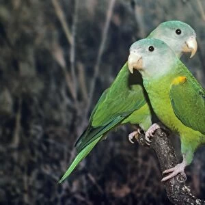Grey-cheeked Parakeet Central America