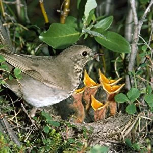 Grey-cheeked Thrush - at nest - USA