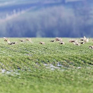 Grey / Common Partridge - covey flying over winter corn - Lower Saxony - Germany