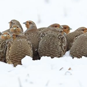 Grey / Common Partridge - covey resting on snow covered field - Lower Saxony - Germany