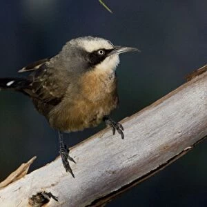 Grey-crowned Babbler (red-breasted form) - Ti Tree Community, Northern Territory, Australia