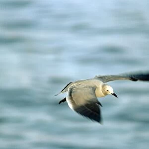 Grey Gull - Peru