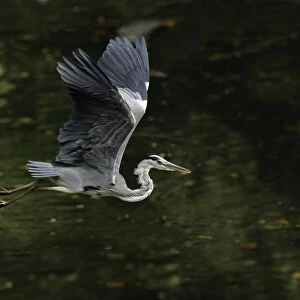 Grey Heron - bird flying over lake, Lower Saxony, Germany