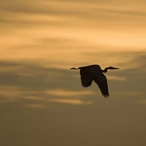 Grey Heron - in flight at sunset Norfolk UK