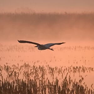 Grey Heron Flying in Misty Sunrise Hickling Broad Norfolk UK