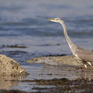 Grey Heron - walking through rockpools looking for food - Shell Island - North Wales - UK