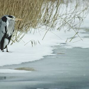 Grey Heron in winter in snow by lake