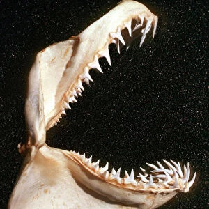 Grey Nurse Sharks jaw - Cleaned jaw of Grey Nurse. Teeth have evolved to catch fish. Sharks with triangular teeth are potentially dangerous. East coast of Australia GNS-008