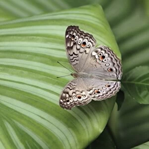 Grey Pansy Butterfly - resting on plant leaf, Emmen, Holland