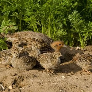 Grey Partridge - close up of family party in carrot field, male and chicks with female hiding behind, June. Gooderstone, Norfolk, U. K