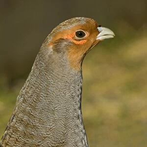 Grey Partridge - close-up of male in early spring showing red bare patches below the eye, February, Gooderstone, Norfolk, U. K