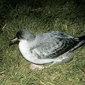Grey Petrel - on grass