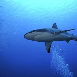 Grey Reef shark - Once common through out the Indo Pacific tropical waters these reef dwelling sharks are being hunted for their fins. They are not as yet endangered but could become so if the countries that still enjoy these beautiful preditors do
