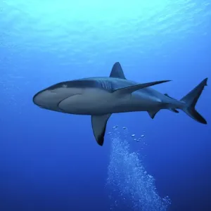 Grey Reef shark - Once common through out the Indo Pacific tropical waters these reef dwelling sharks are being hunted for their fins. They are not as yet endangered but could become so if the countries that still enjoy these beautiful preditors do Grey Reef shark - Once common through out the Indo Pacific tropical waters these reef dwelling sharks are being hunted for their fins. They are not as yet endangered but could become so if the countries that still enjoy these beautiful preditors do