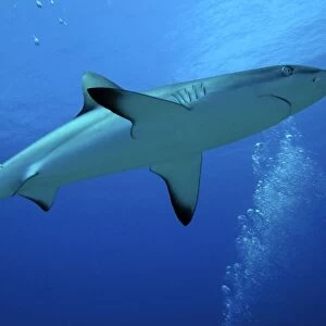 Grey Reef Shark - female. Tumotos, French Polynesia, Indo pacific