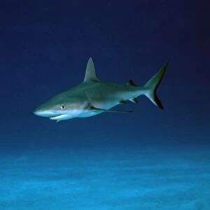 Grey Reef Shark - Juvenile shark, obvious from the relatively large eye. Marion Reef. Coral sea. Australia. GRS-009