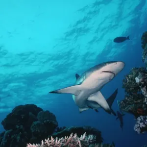 Grey Reef Shark - Shark swimming through coral reef in very clear water. Marion Reef. Coral sea. Australia. GRS-014 Grey Reef Shark - Shark swimming through coral reef in very clear water. Marion Reef. Coral sea. Australia. GRS-014