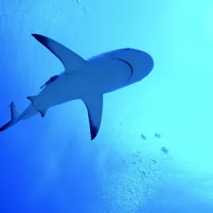 Grey Reef Shark - Swimming above the photographer. Tumotos, French Polynesia Grey Reef Shark - Swimming above the photographer. Tumotos, French Polynesia