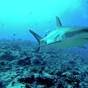 Grey Reef shark - in the Tumotos, French Polynesia. There are thousands of these sharks living in the passes into the lagoons. They are a great tourist attraction