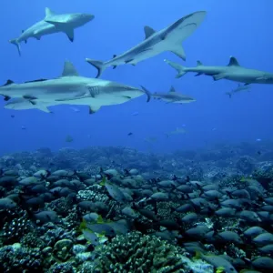 Grey Reef Sharks - Swim over a school of Paddle Tail snapper who huddle into the coral for protection. Tumotos, French Polynesia Grey Reef Sharks - Swim over a school of Paddle Tail snapper who huddle into the coral for protection. Tumotos, French Polynesia