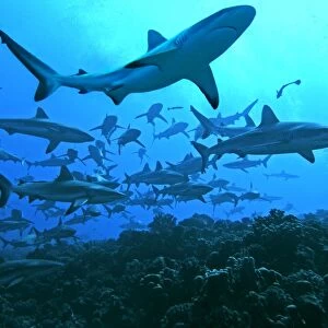 Grey Reef Sharks - swimming into the Fakarava Lagoon, an unusual sight except in the passes through the coral reefs of the Tumotos. where they have not been killed for their fins French Polynesia, Indo Pacific