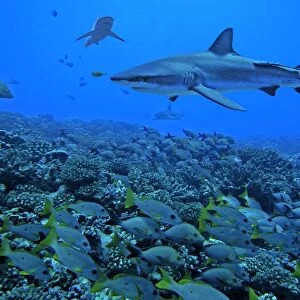 Grey Reef Sharks - swimming over a school of snapper. The fish are not afraid of the sharks as the sharks are not in a feeding pattern, but swimming around waiting to feed later in the day. Tumotos, French Polynesia