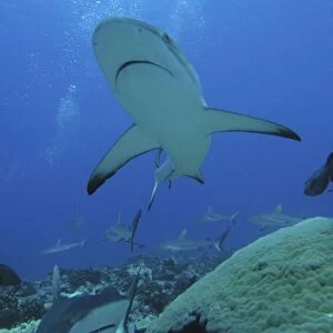Grey Reef sharks - The Tumotos are the only area left in the world where sharks can still be see in large numbers like this. World wide thes sharks have been hunted for their fins which are used in shark fin soup in China. Tumotos
