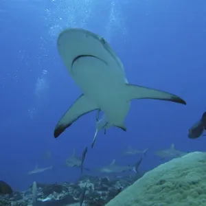 Grey Reef sharks - The Tumotos are the only area left in the world where sharks can still be see in large numbers like this. World wide thes sharks have been hunted for their fins which are used in shark fin soup in China. Tumotos Grey Reef sharks - The Tumotos are the only area left in the world where sharks can still be see in large numbers like this. World wide thes sharks have been hunted for their fins which are used in shark fin soup in China. Tumotos