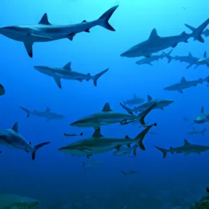 Grey Reef Sharks - in the Tumotos, French Polynesia. There are thousands of these sharks living in the passes into the lagoons waiting for food prey to pass by Grey Reef Sharks - in the Tumotos, French Polynesia. There are thousands of these sharks living in the passes into the lagoons waiting for food prey to pass by