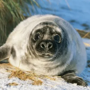 Grey Seal CAN 1767E Young on snow covered beach, UK. Halichoerus grypus © John Cancalosi / ARDEA LONDON Grey Seal CAN 1767E Young on snow covered beach, UK. Halichoerus grypus © John Cancalosi / ARDEA LONDON