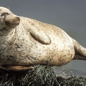 Grey Seal Basking on rock in sea