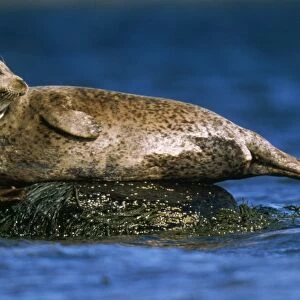 Grey Seal - basking on rocks in sea