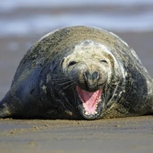 Grey Seal - bull on beach yawning. Donna Nook seal sanctuary, Lincolnshire, UK
